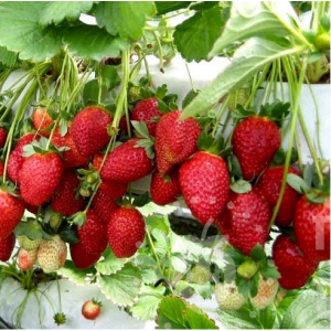 Саженцы Клубника Мальга (Ремонтантная/Ранняя)