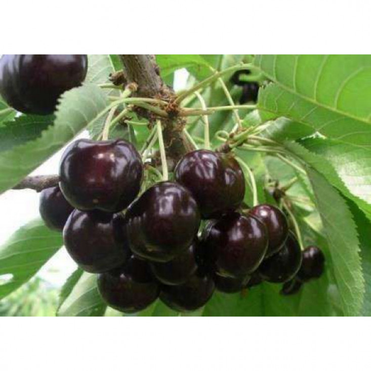 Черешня Ленинградская черная - сочный вкус природы Черешня Ленинградская черная - сочный вкус природы