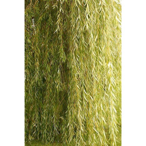 Саженцы Ива плакучая (желтая)