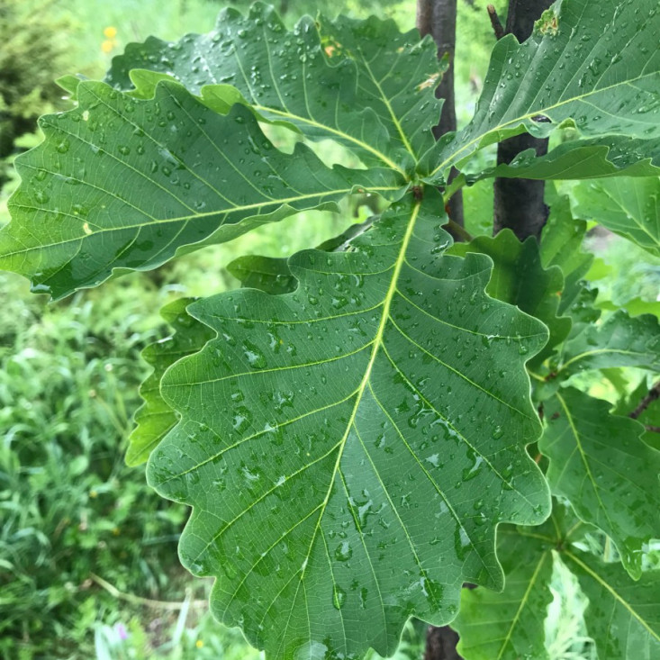 Дуб Монгольский 100-150 см - надежность и долговечность Дуб Монгольский 100-150 см - надежность и долговечность