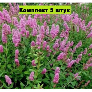 Саженцы Комплект 5шт / Спирея иволистная Рубра