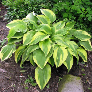 Комплект 5шт / Хоста Антиох (Hosta Antioch)